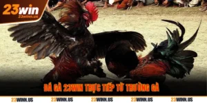 Trực tiếp đá gà Thomo