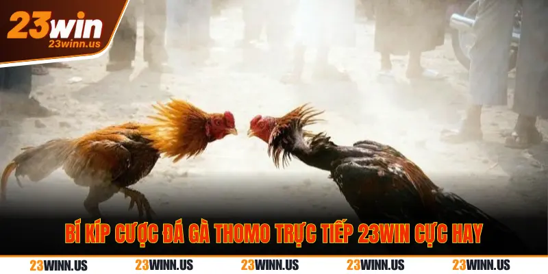 Lưu ý khi xem đá gà Thomo trực tiếp 23Win