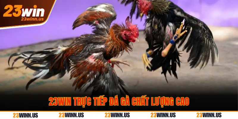 Xem trực tiếp đá gà Thomo 