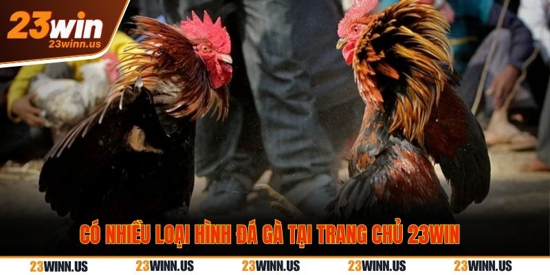 các loại hình đá gà 23WIN