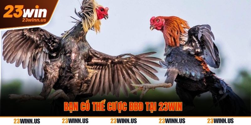 Bạn có thể cược BBD tại 23WIN