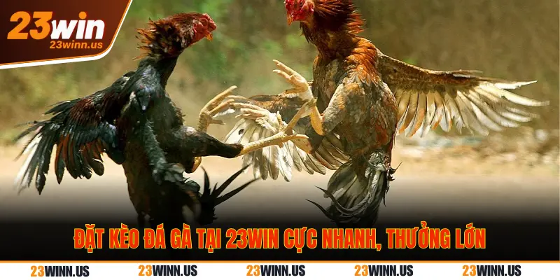 So sánh kèo đá gà 23Win