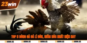 Top 5 dòng gà đá lì đòn