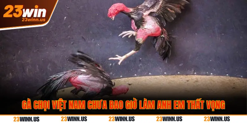 Gà chọi Việt Nam