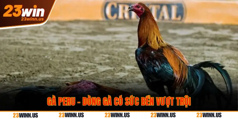 Dòng gà Peru