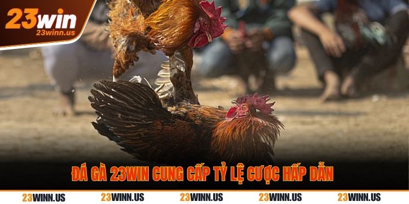 Đá gà 23WIN 